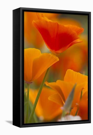 Summer Mission Bell Poppies in Full Bloom, Seattle, Washington, USA-Terry Eggers-Framed Premier Image Canvas