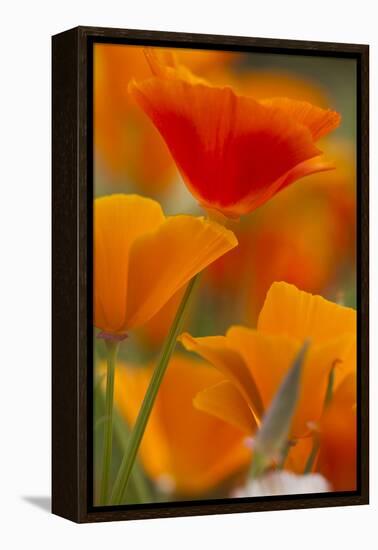 Summer Mission Bell Poppies in Full Bloom, Seattle, Washington, USA-Terry Eggers-Framed Premier Image Canvas