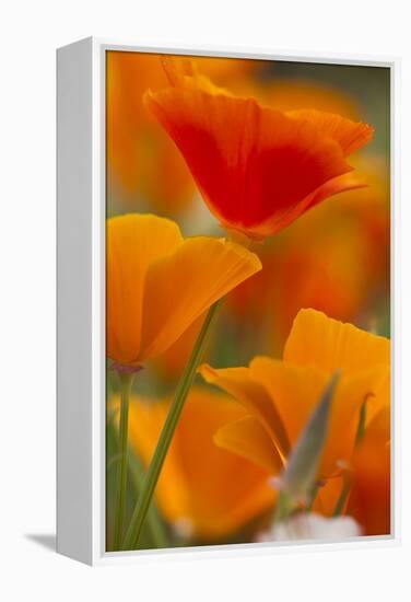 Summer Mission Bell Poppies in Full Bloom, Seattle, Washington, USA-Terry Eggers-Framed Premier Image Canvas