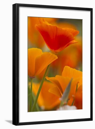 Summer Mission Bell Poppies in Full Bloom, Seattle, Washington, USA-Terry Eggers-Framed Photographic Print