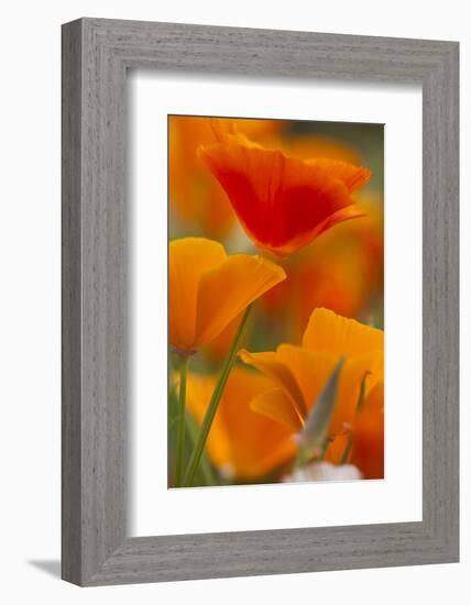 Summer Mission Bell Poppies in Full Bloom, Seattle, Washington, USA-Terry Eggers-Framed Photographic Print