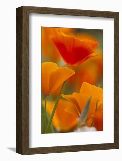 Summer Mission Bell Poppies in Full Bloom, Seattle, Washington, USA-Terry Eggers-Framed Photographic Print