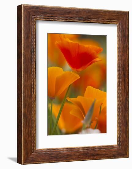 Summer Mission Bell Poppies in Full Bloom, Seattle, Washington, USA-Terry Eggers-Framed Photographic Print