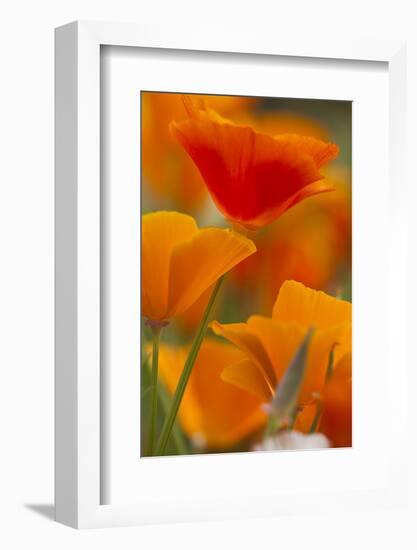 Summer Mission Bell Poppies in Full Bloom, Seattle, Washington, USA-Terry Eggers-Framed Photographic Print