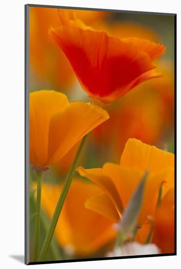 Summer Mission Bell Poppies in Full Bloom, Seattle, Washington, USA-Terry Eggers-Mounted Photographic Print