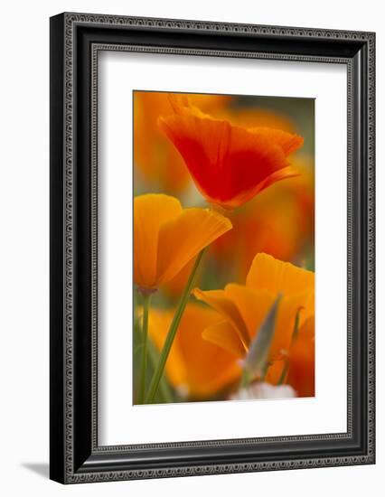 Summer Mission Bell Poppies in Full Bloom, Seattle, Washington, USA-Terry Eggers-Framed Photographic Print