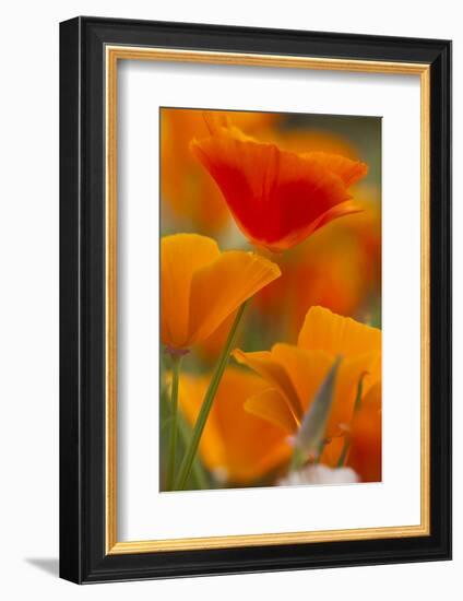 Summer Mission Bell Poppies in Full Bloom, Seattle, Washington, USA-Terry Eggers-Framed Photographic Print