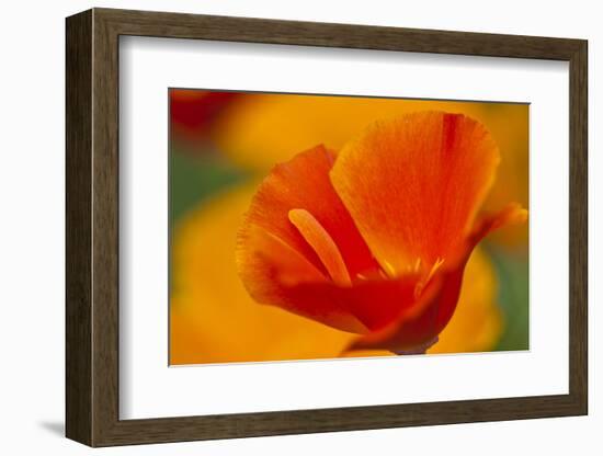 Summer Mission Bell Poppies in Full Bloom, Seattle, Washington, USA-Terry Eggers-Framed Photographic Print