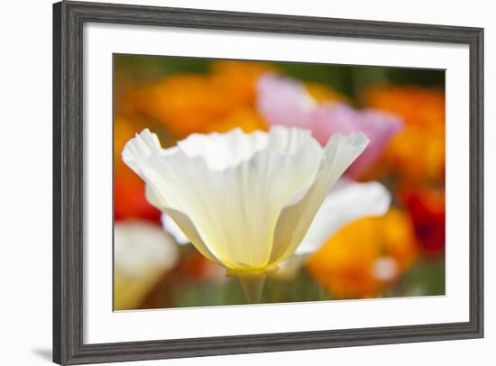 Summer Mission Bell Poppies, Seattle, Washington, USA-Terry Eggers-Framed Photographic Print
