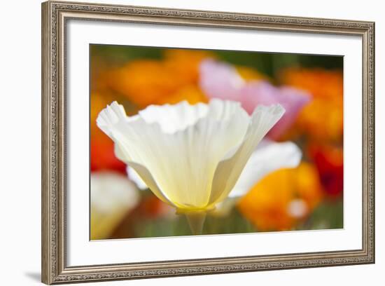 Summer Mission Bell Poppies, Seattle, Washington, USA-Terry Eggers-Framed Photographic Print