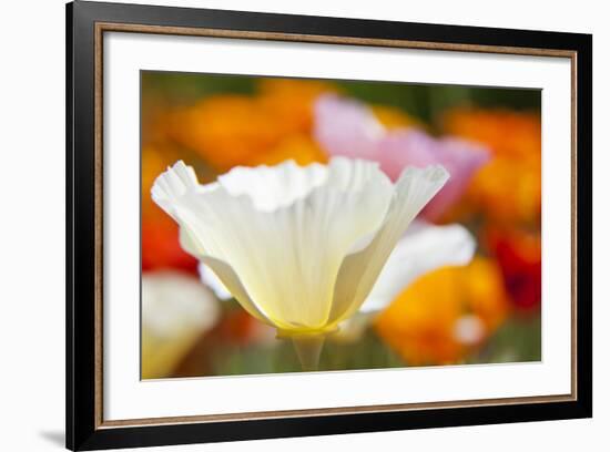 Summer Mission Bell Poppies, Seattle, Washington, USA-Terry Eggers-Framed Photographic Print