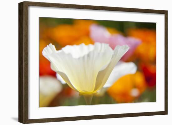 Summer Mission Bell Poppies, Seattle, Washington, USA-Terry Eggers-Framed Photographic Print