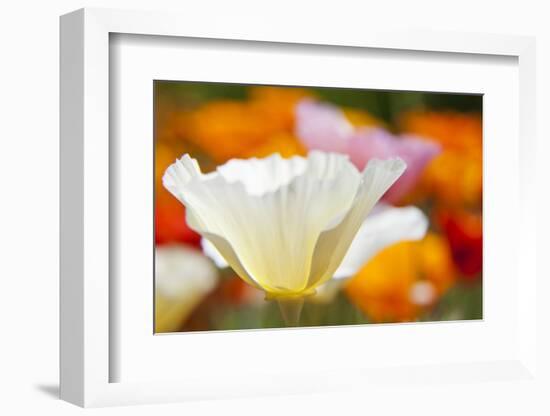 Summer Mission Bell Poppies, Seattle, Washington, USA-Terry Eggers-Framed Photographic Print