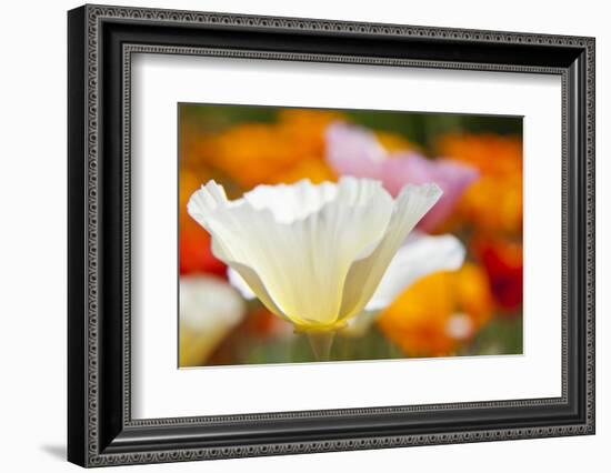 Summer Mission Bell Poppies, Seattle, Washington, USA-Terry Eggers-Framed Photographic Print