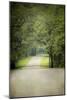 Summer Morning Stroll-Jai Johnson-Mounted Photographic Print