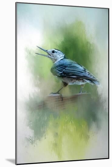 Summer Nuthatch-Jai Johnson-Mounted Giclee Print