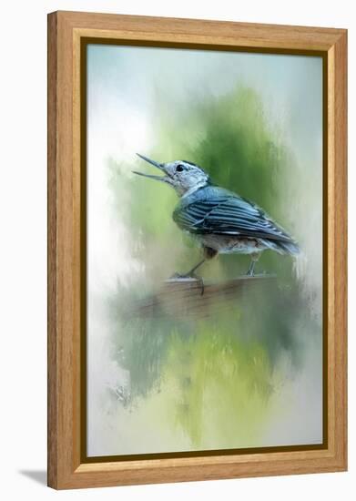 Summer Nuthatch-Jai Johnson-Framed Premier Image Canvas