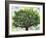 Summer Oak Tree-Christopher Ryland-Framed Giclee Print