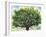 Summer Oak Tree-Christopher Ryland-Framed Giclee Print