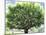 Summer Oak Tree-Christopher Ryland-Mounted Giclee Print
