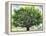 Summer Oak Tree-Christopher Ryland-Framed Premier Image Canvas