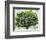 Summer Oak Tree-Christopher Ryland-Framed Giclee Print