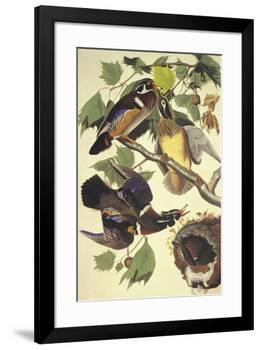 Summer Or Wood Duck-John James Audubon-Framed Art Print
