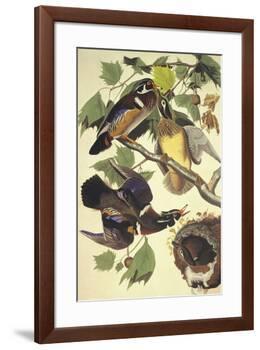 Summer Or Wood Duck-John James Audubon-Framed Art Print