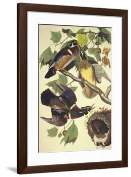 Summer Or Wood Duck-John James Audubon-Framed Art Print