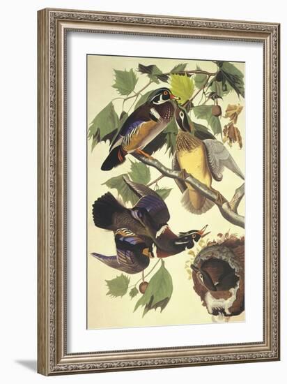 Summer Or Wood Duck-John James Audubon-Framed Art Print