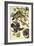 Summer Or Wood Duck-John James Audubon-Framed Art Print