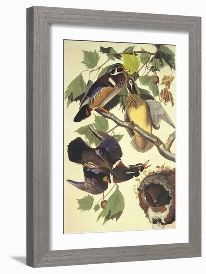 Summer Or Wood Duck-John James Audubon-Framed Art Print
