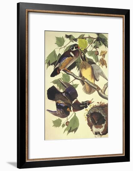 Summer Or Wood Duck-John James Audubon-Framed Art Print