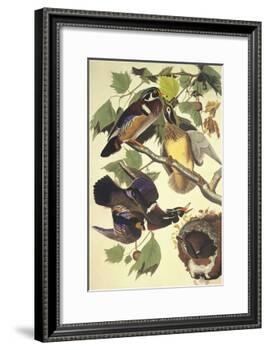 Summer Or Wood Duck-John James Audubon-Framed Art Print