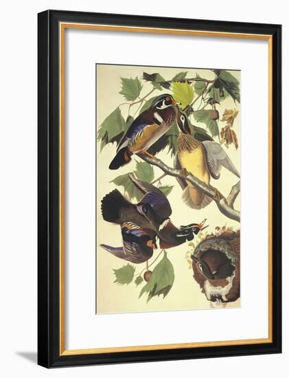 Summer Or Wood Duck-John James Audubon-Framed Art Print