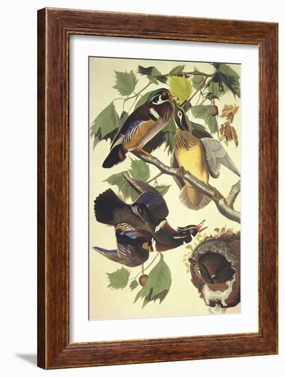 Summer Or Wood Duck-John James Audubon-Framed Art Print