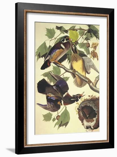 Summer Or Wood Duck-John James Audubon-Framed Art Print