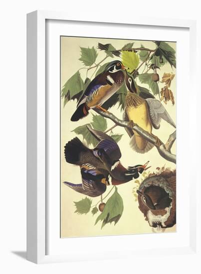 Summer Or Wood Duck-John James Audubon-Framed Art Print