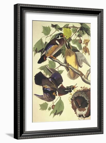 Summer Or Wood Duck-John James Audubon-Framed Art Print