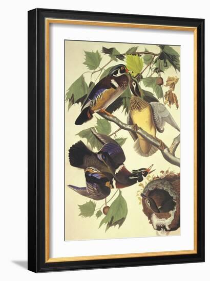 Summer Or Wood Duck-John James Audubon-Framed Art Print