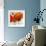 Summer Poppies II-Jenny Thomlinson-Framed Art Print displayed on a wall