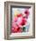 Summer Poppies II-Karin Johannesson-Framed Art Print