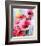 Summer Poppies II-Karin Johannesson-Framed Art Print