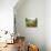 Summer Potager Style Garden with Freshly Harvested Vegetables in Wooden Trug, Norfolk, UK-Gary Smith-Photographic Print displayed on a wall