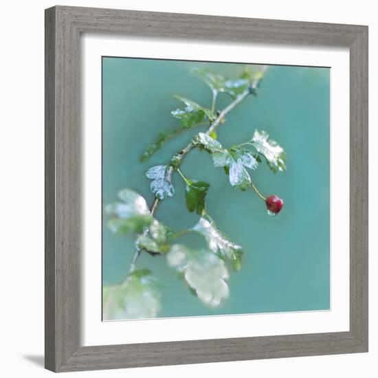 Summer Rain-Viviane Fedieu Daniel-Framed Photographic Print