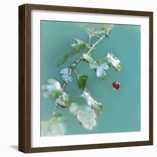 Summer Rain-Viviane Fedieu Daniel-Framed Photographic Print