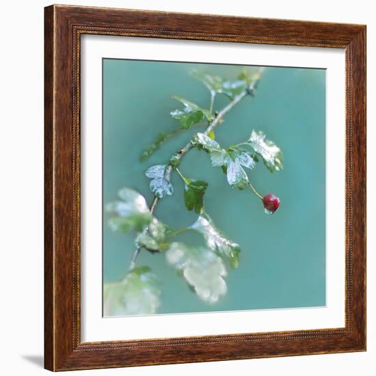 Summer Rain-Viviane Fedieu Daniel-Framed Photographic Print