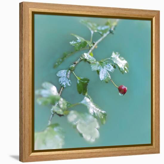 Summer Rain-Viviane Fedieu Daniel-Framed Premier Image Canvas