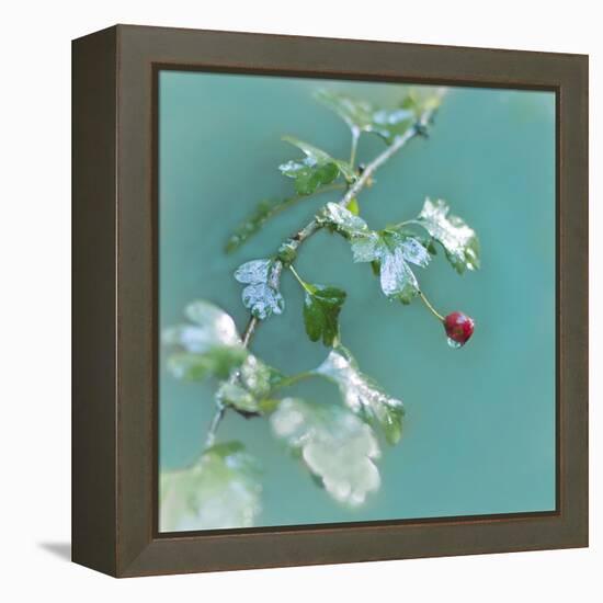 Summer Rain-Viviane Fedieu Daniel-Framed Premier Image Canvas