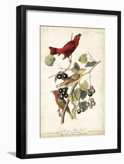 Summer Red Bird-John James Audubon-Framed Art Print